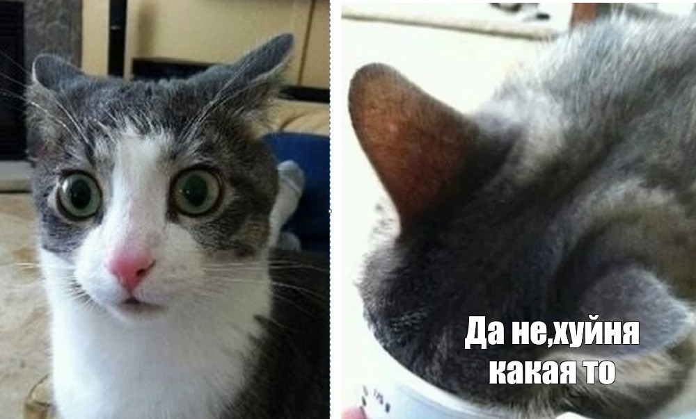 1000x603