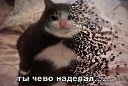 1260x856