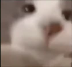 386x360