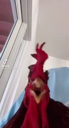 464x848