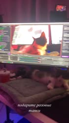 720x1280