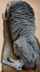 576x1024