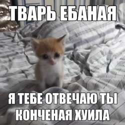 736x736