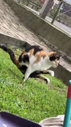 460x816