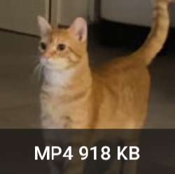 255x253