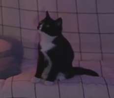 232x199
