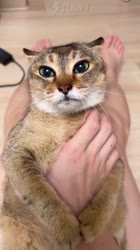 540x960
