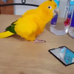 720x720
