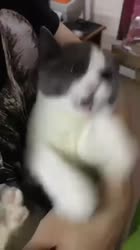 540x960
