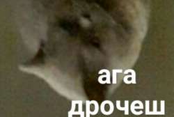 480x324
