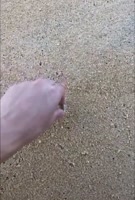 338x500