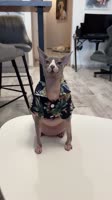720x1280