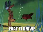 41