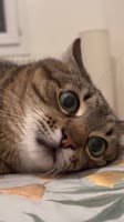 406x720