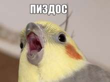 44