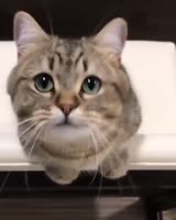 480x600