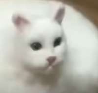 632x604
