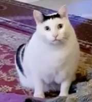 289x322
