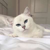 54