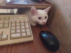 2048x1536