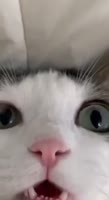 464x848