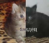 238x212