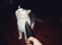 61