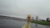 2436