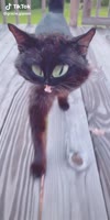 620x1232