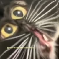 480x480