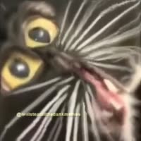 480x480
