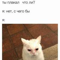 736x736