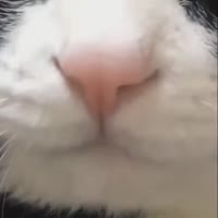 460x460