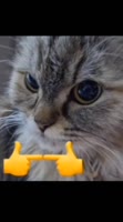 544x976