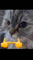 544x976