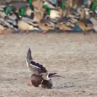 360x360