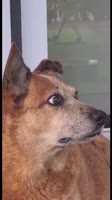 460x816