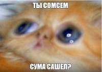 498x354