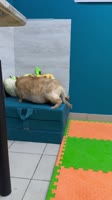 720x1280